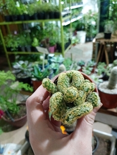 Cactus Mammillaria Elongata crestada (cerebrito)