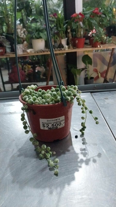 ROSARIO VARIEGADO
