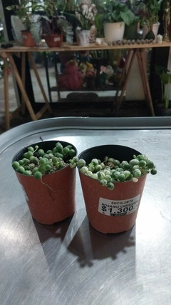 ROSARIO VARIEGADO - comprar online