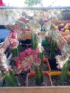 Cactus injertado cresta lactea - comprar online