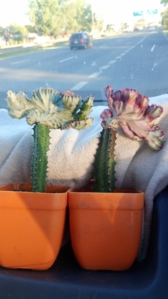 Cactus injertado cresta lactea en internet