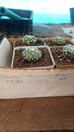 Astrophytum asterias V type cactus coleccion - comprar online