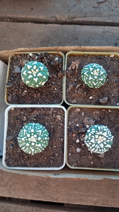 Astrophytum asterias V type cactus coleccion