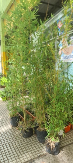CAÑA DE BAMBU