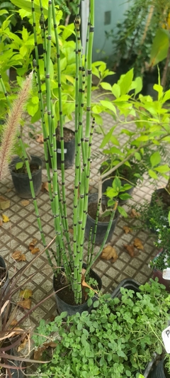 EQUISETUM FLUVIATILE - comprar online