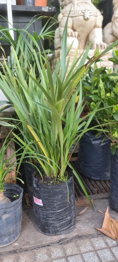 PHORMIUM TENAX AUREA / BRONCE en internet