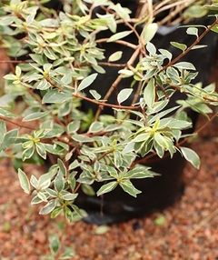 ABELIA GRANDIFLORA PAPA DI CARLO - comprar online