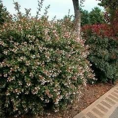 ABELIA GRANDIFLORA COMPACTA en internet