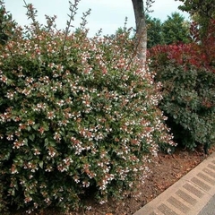 ABELIA GRANDIFLORA