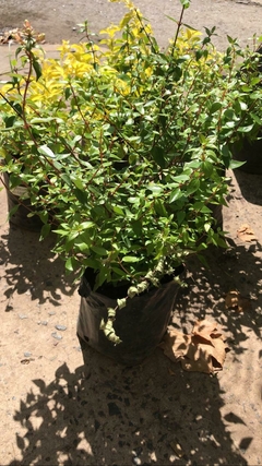 ABELIA GRANDIFLORA COMPACTA