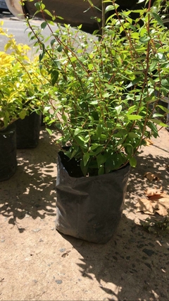 ABELIA GRANDIFLORA COMPACTA - comprar online