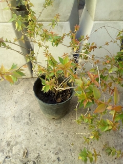 ABELIA GRANDIFLORA COMPACTA - El Viverito