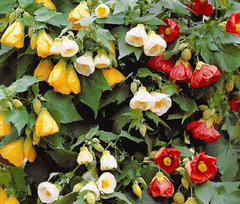 FAROLITO CHINO ABUTILON HYBRIDUM 4LTS