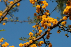 ACACIA CAVEN (ESPINILLO)