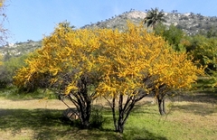 ACACIA CAVEN (ESPINILLO) - comprar online