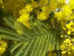 ACACIA DEALBATA ( AROMO FRANCES ) - El Viverito