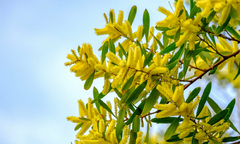 ACACIA LONGIFOLIA (ACACIA TRINERVIS )