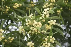 ACACIA MELANOXILON (ACACIA AUSTRALIANA) - comprar online