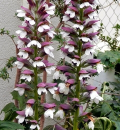 ACANTHUS MOLLIS