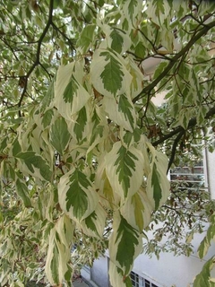 ACER NEGUNDO VARIEGATA ALBA E15 en internet