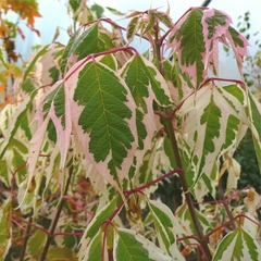 ACER NEGUNDO VARIEGATA ALBA E15 - comprar online