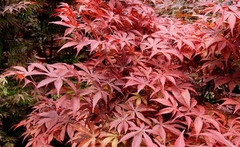 ACER PALMATUM ATROPURPUR. - comprar online