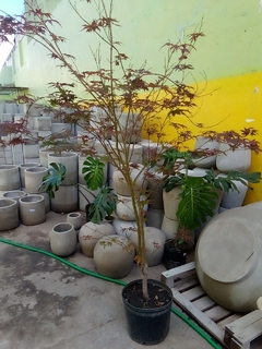 ACER PALMATUM ATROPURPUR. en internet