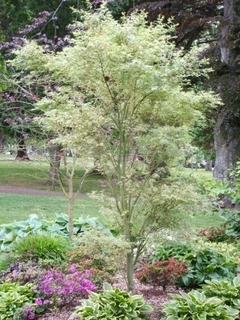 ACER PALMATUM BUTTERFLY en internet