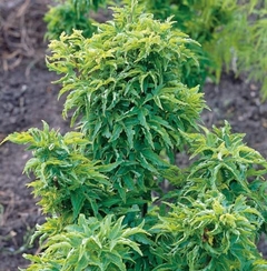 Acer palmatum Shishigashira - comprar online