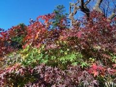 ACER PALMATUM arce japonés