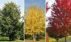 ACER SACCHARINUM