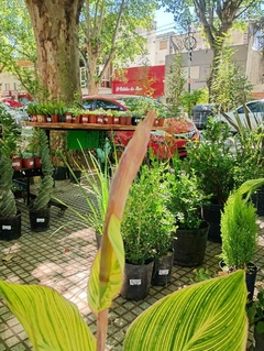 achira variegada - comprar online