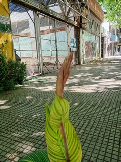 achira variegada en internet