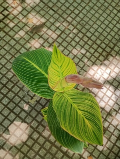 achira variegada - El Viverito