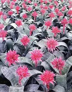 BROMELIA AECHMEA FASCIATA - comprar online