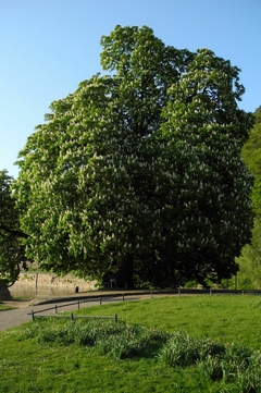 AESCULUS HIPPOCASTANUM - comprar online