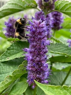 AGASTACHE FONICULUM - comprar online