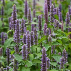 AGASTACHE FONICULUM
