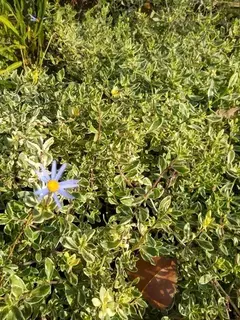 AGATHEA VARIEGADA - comprar online