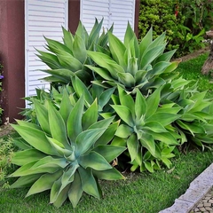 AGAVE ATTENUATA (MEXICANO)