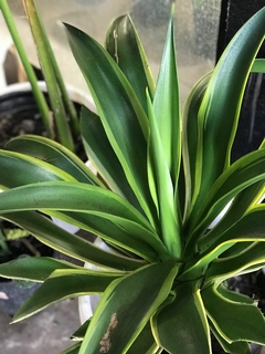 AGAVE DESMETIANA