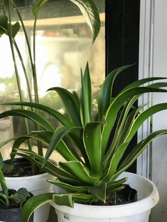 AGAVE DESMETIANA - comprar online