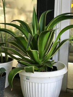 AGAVE DESMETIANA en internet