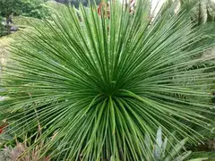 AGAVE GEMINIFLORA
