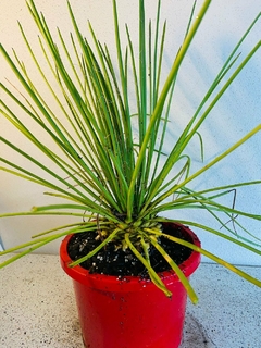 AGAVE GEMINIFLORA - comprar online