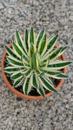 AGAVE SCHIDIGERA