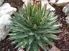 AGAVE SCHIDIGERA - comprar online