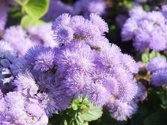 AGERATUM M12 - comprar online