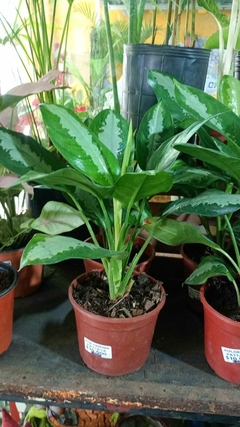 AGLAONEMA PATTAYA - comprar online