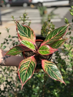 AGLAONEMA RUBY